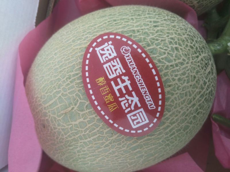网纹瓜鲁厚甜一号网纹瓜
