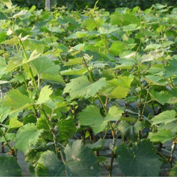 巨峰葡萄苗30~50cm2年