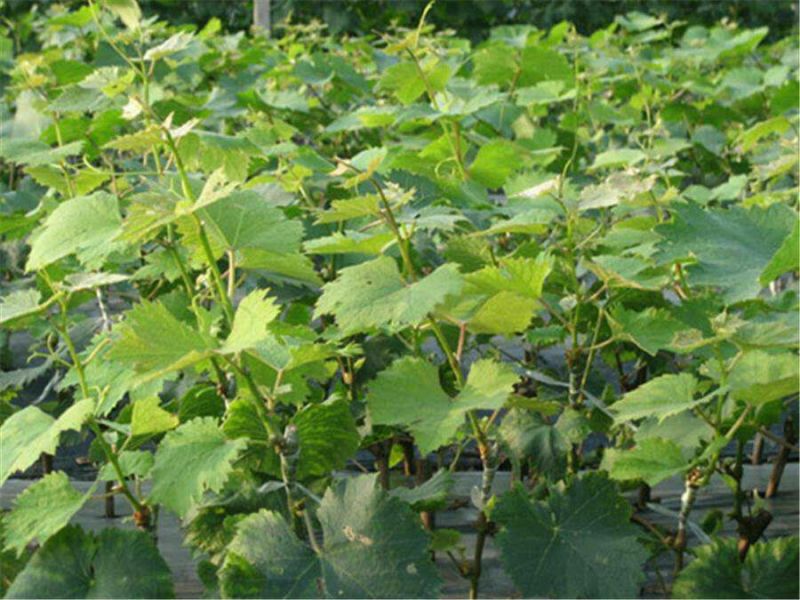 巨峰葡萄苗30~50cm2年