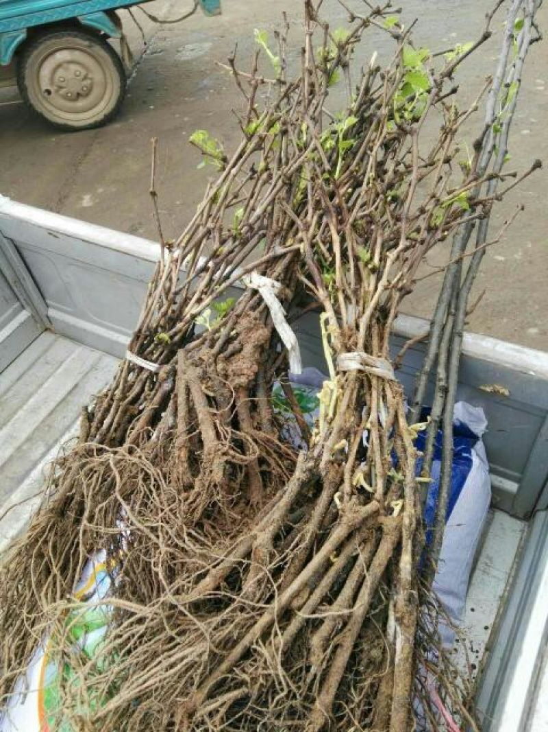 巨峰葡萄苗30~50cm2年