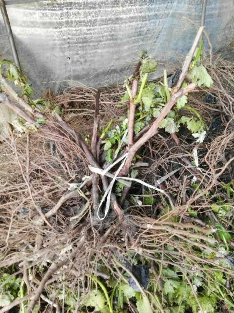 巨峰葡萄苗30~50cm2年