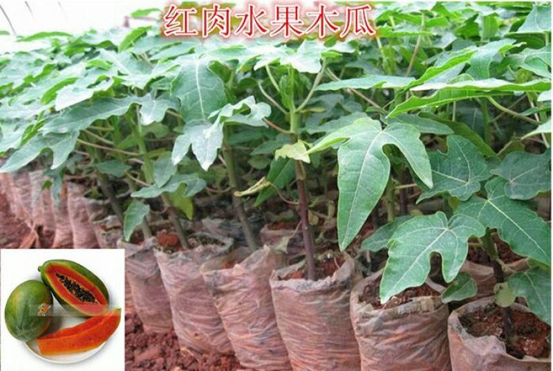 木瓜树苗10~20cm