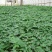木瓜树苗10~20cm