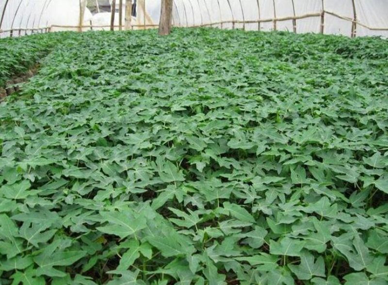 木瓜树苗10~20cm
