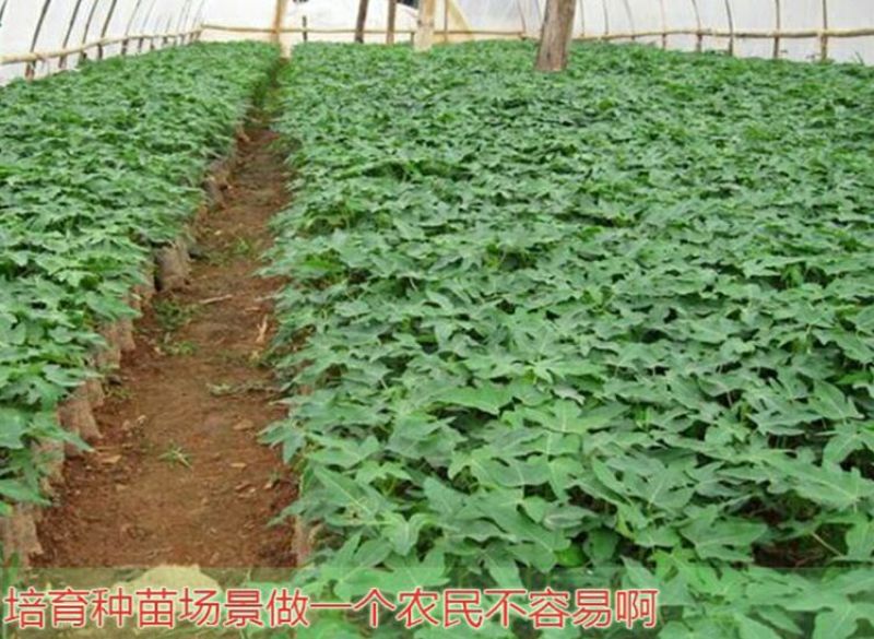 木瓜树苗10~20cm