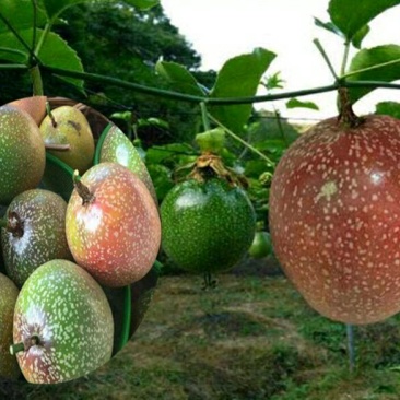 满天星百香果苗10~20cm