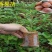 满天星百香果苗10~20cm