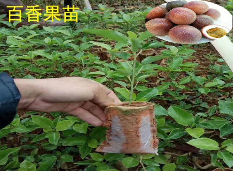 满天星百香果苗10~20cm