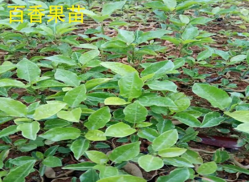 满天星百香果苗10~20cm
