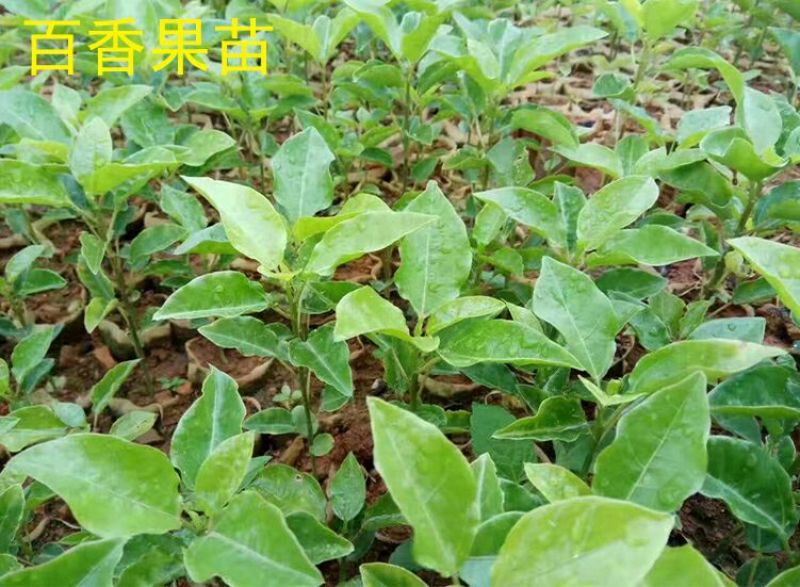 满天星百香果苗10~20cm