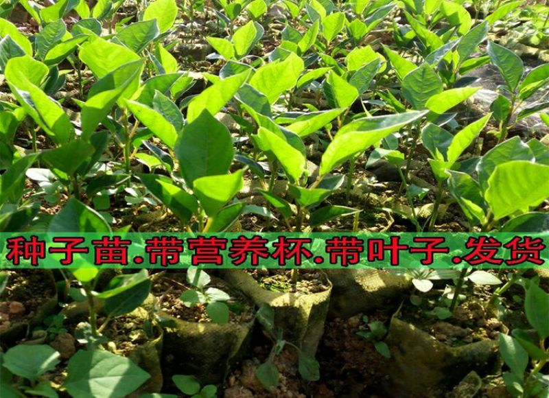 哥伦比亚黄金百香果种苗10~20cm