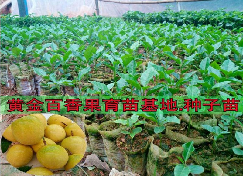 哥伦比亚黄金百香果种苗10~20cm