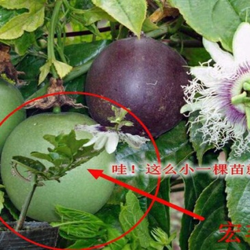 紫香1号百香果苗10~20cm