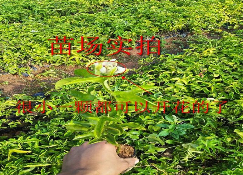 紫香1号百香果苗10~20cm