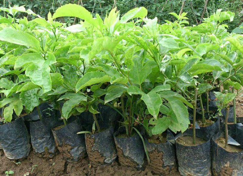 紫香1号百香果苗10~20cm