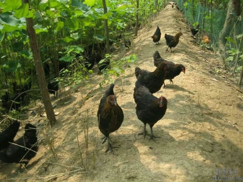 鸡苗出壳苗35~45克雌