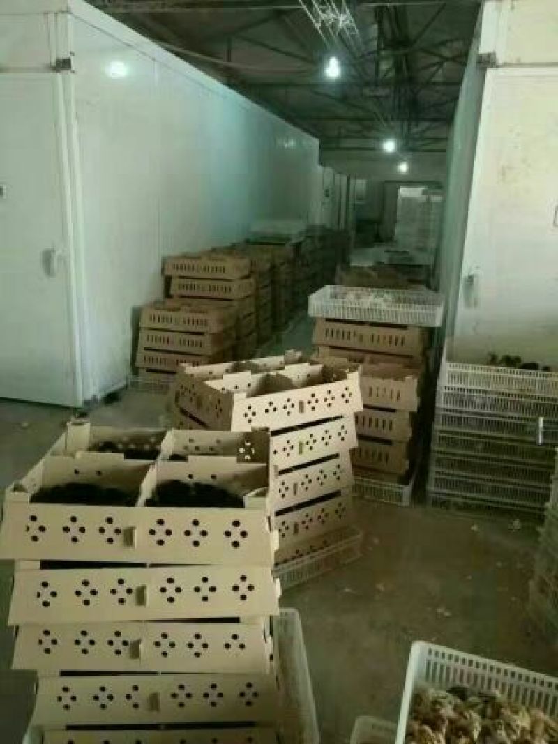 鸡苗出壳苗35~45克雌
