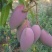 芒果苗1m以下