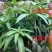 芒果苗1m以下