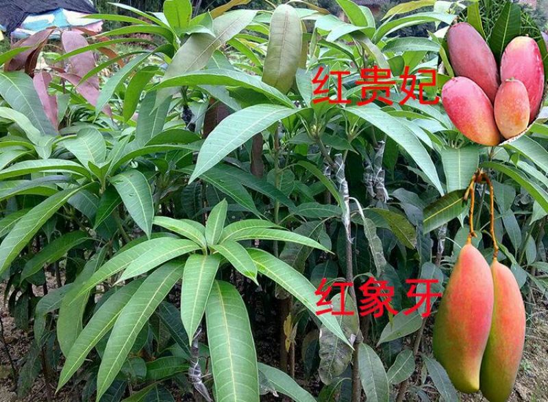 芒果苗1m以下