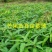芒果苗1m以下