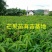 芒果苗1m以下