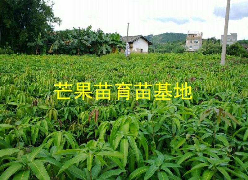 芒果苗1m以下