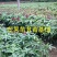 芒果苗1m以下