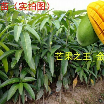 金煌芒树苗1m以下