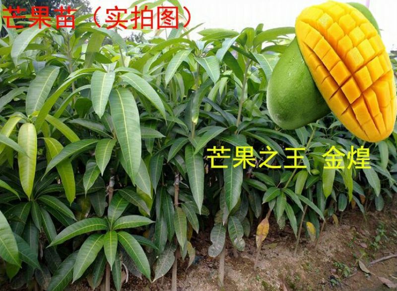 金煌芒树苗1m以下