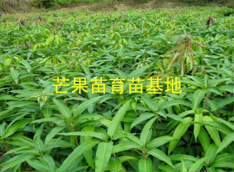 金煌芒树苗1m以下