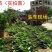 金煌芒树苗1m以下