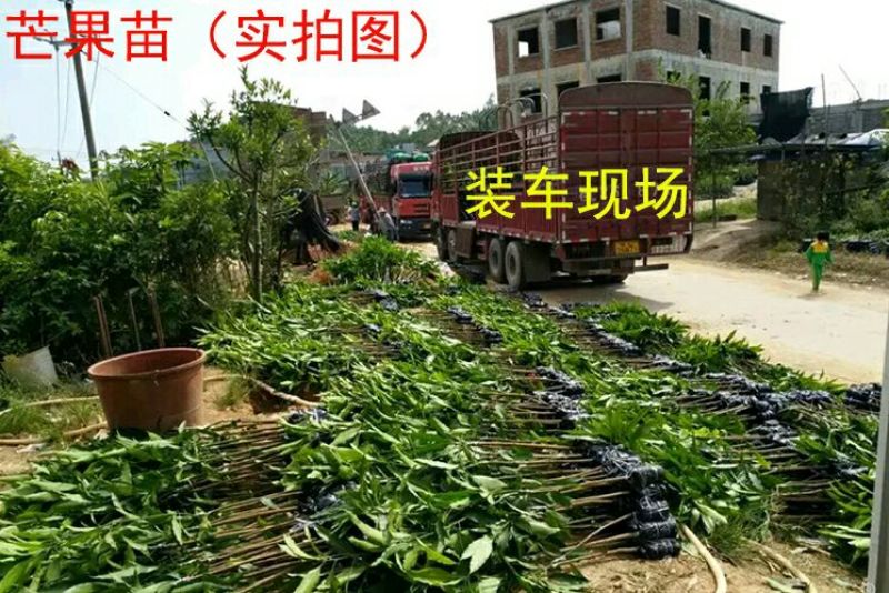 金煌芒树苗1m以下