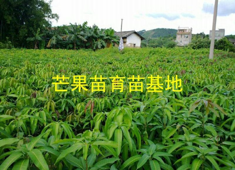金煌芒树苗1m以下