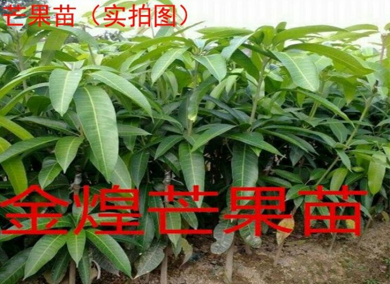 金煌芒树苗1m以下
