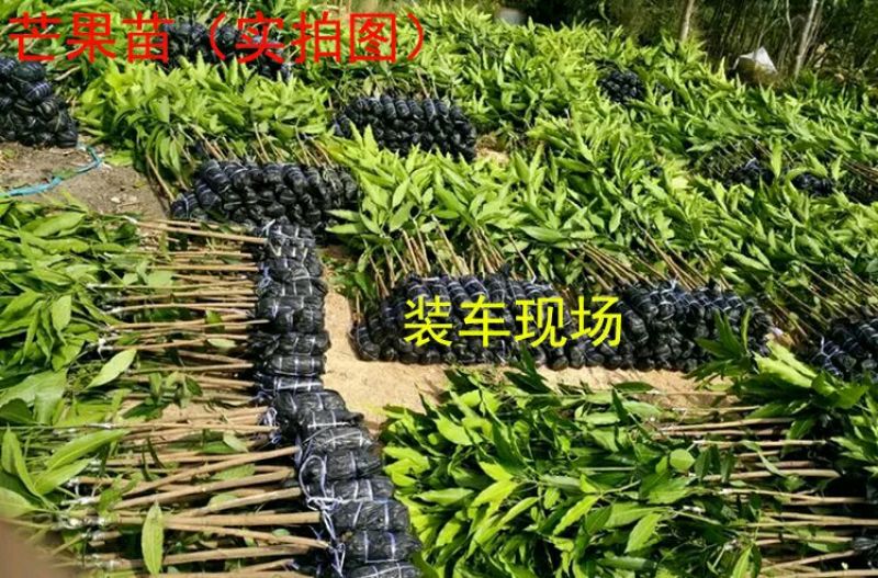 金煌芒树苗1m以下