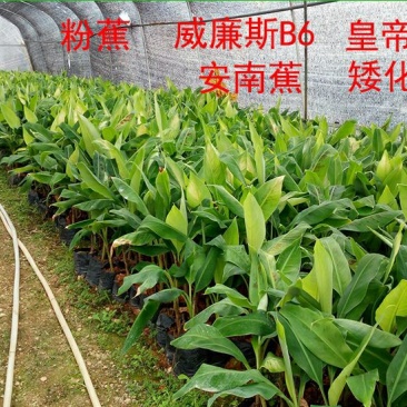 香蕉苗祼根不带土2元一棵