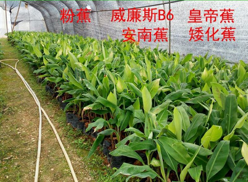 香蕉苗祼根不带土2元一棵