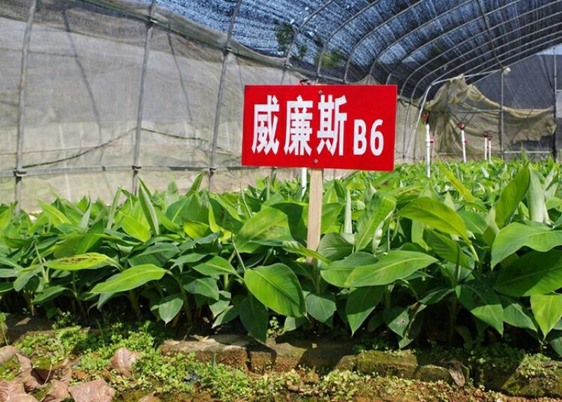 香蕉苗祼根不带土2元一棵