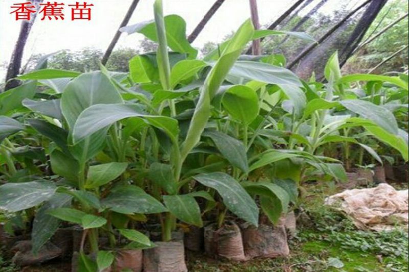 香蕉苗祼根不带土2元一棵