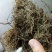 鹅不食草河南干货量大从优欢迎选购