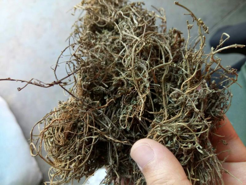 鹅不食草河南干货量大从优欢迎选购