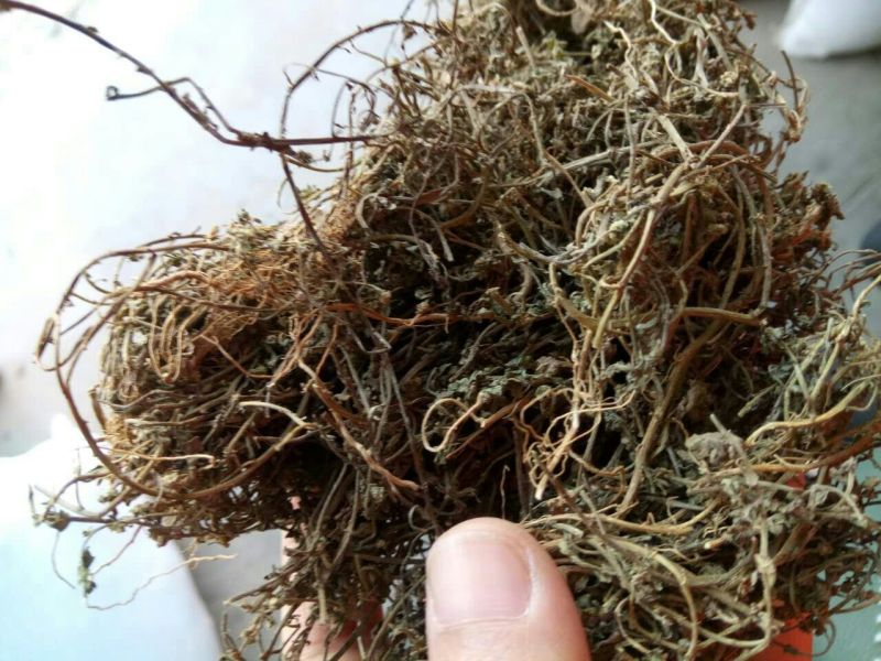 鹅不食草河南干货量大从优欢迎选购