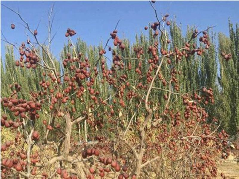 新疆和田大枣带土的原生态吊干枣特级一级22斤装