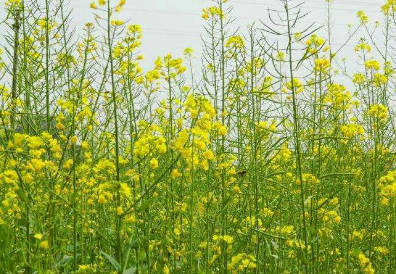 油菜籽2