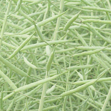 油菜籽2