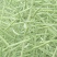 油菜籽2