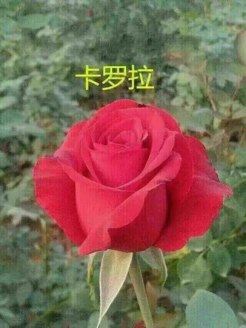 月季苗10cm以下