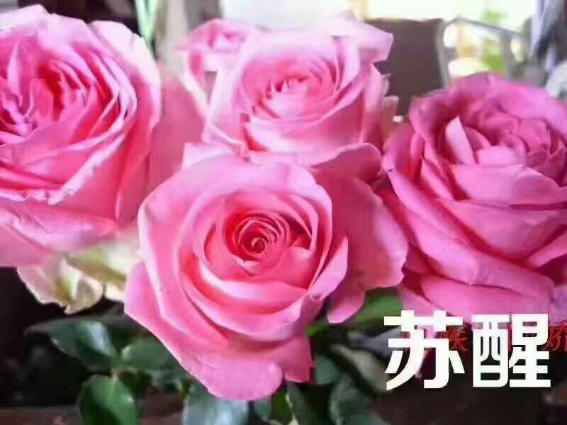 月季苗10cm以下
