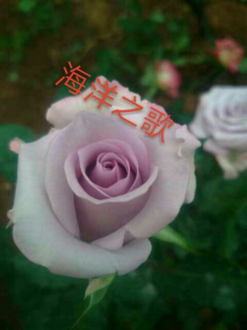 月季苗10cm以下